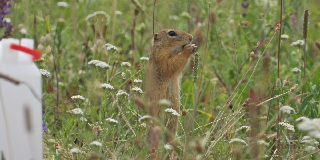 The Ground Squirrel.