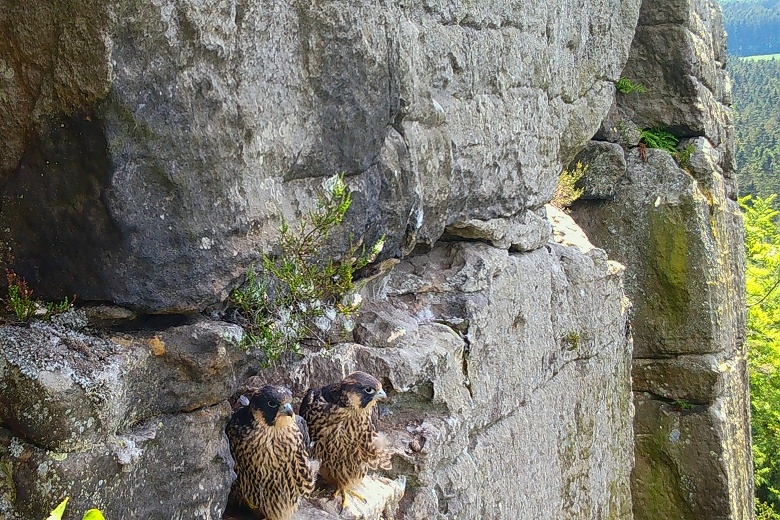 Sokoli na Ostaši.