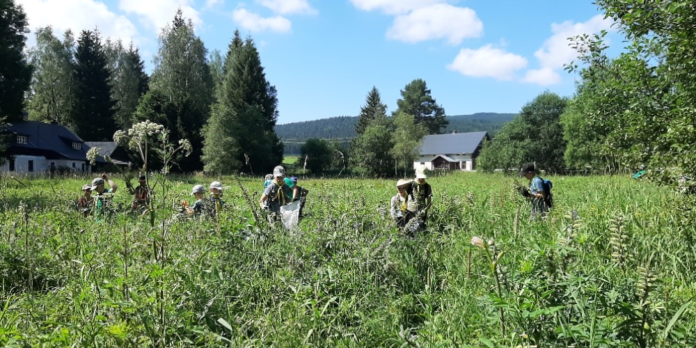 Vlčata a světlušky pomáhají s likvidací invazivní rostliny lupiny mnoholisté. Foto: Monika Kašparová