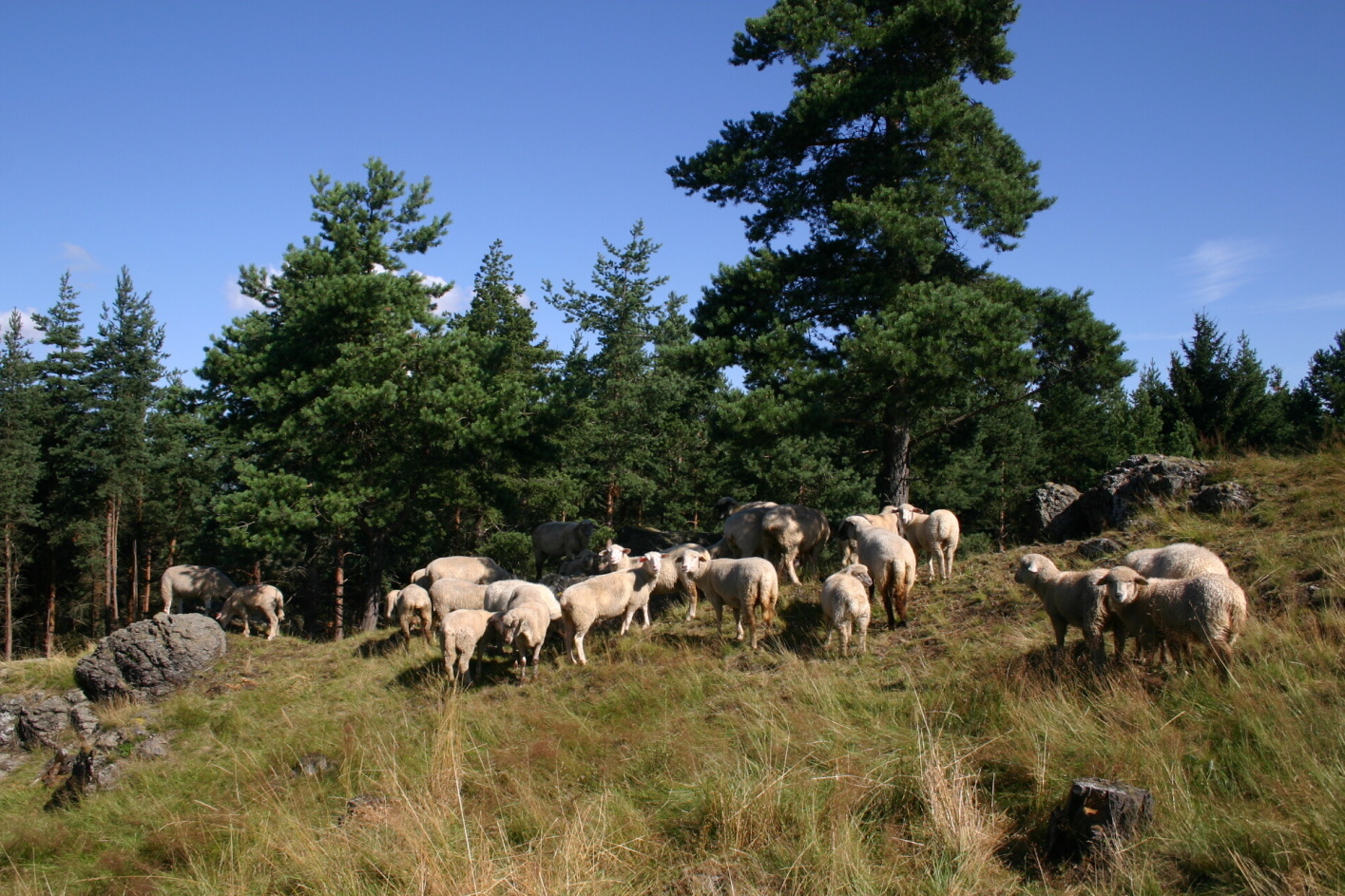 Pastva ovcí v PP Dominova skalka. Foto: Přemysl Tájek