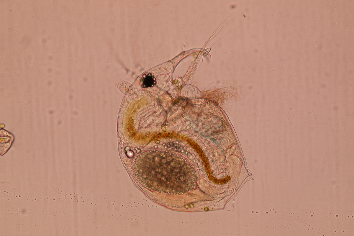 Planktonní druh Bosmina longirostris pod mikroskopem. Foto: Marek Baxa