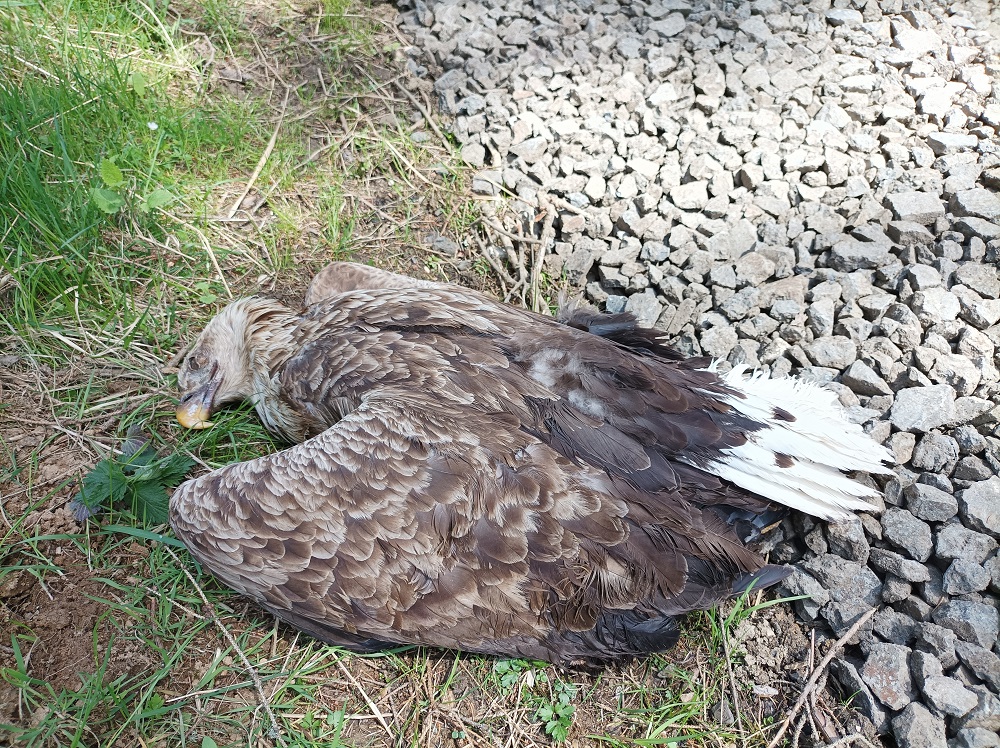 Zabitá samice orla mořského nalezená pod hnízdem v lese na Toužimsku. Foto: Pavla Tájková