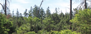 Glatzen, Glatzberg, Lysina - chráněná lesní tišina