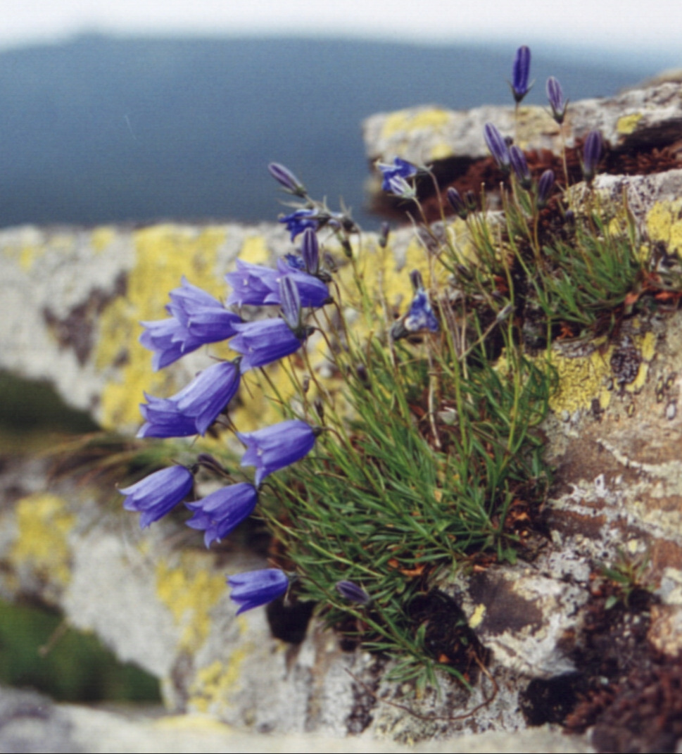 Campanula rotundifolia ssp.sudetica