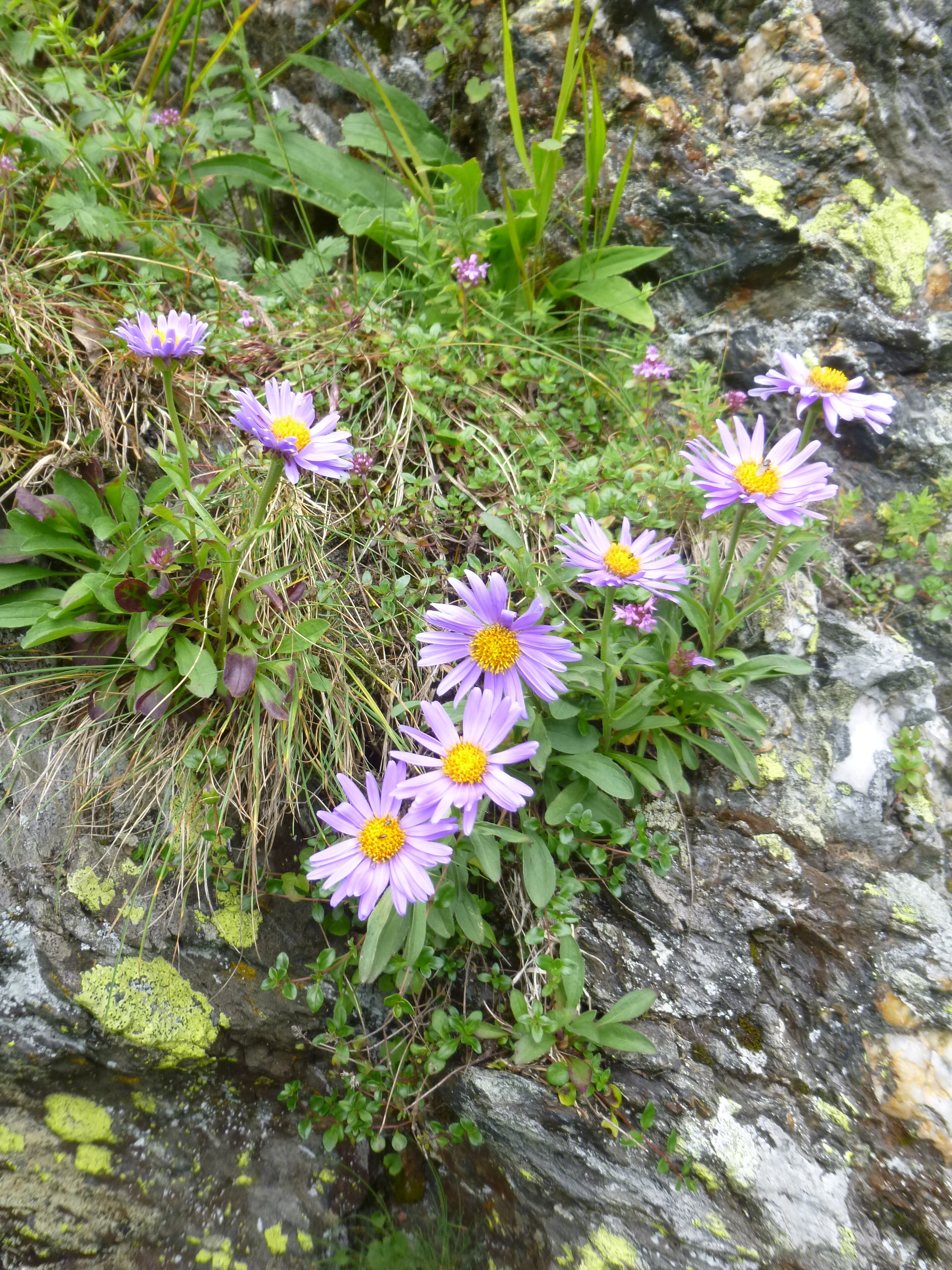 Aster alpinus